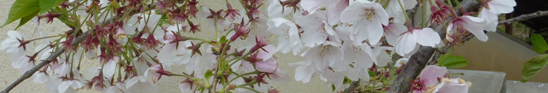 花火が話題ですね。